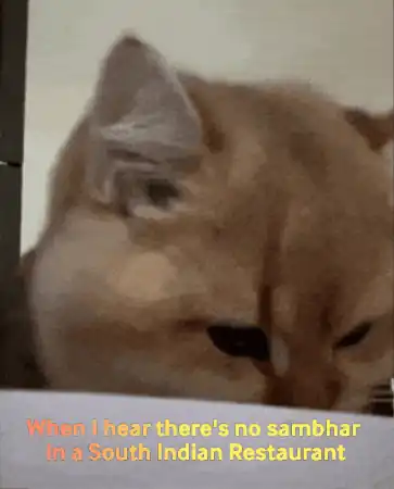 A cat slumped flat over a table looking utterly betrayed, captioned "When I hear there's no sambhar in a South Indian restaurant"